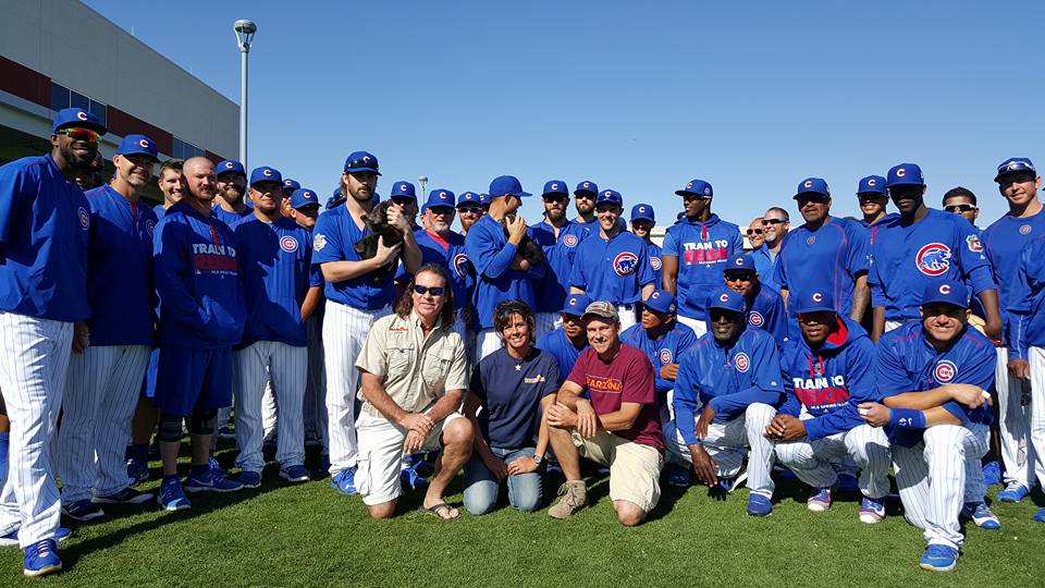 The Chicago Cubs had bear cubs at their spring training today